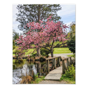 Roze Kersenbloesem en Houten Bruggetje Foto Afdruk