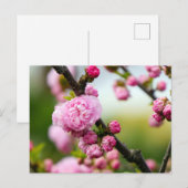 Roze kersenbloesemknoppen briefkaart (Voorkant / Achterkant)