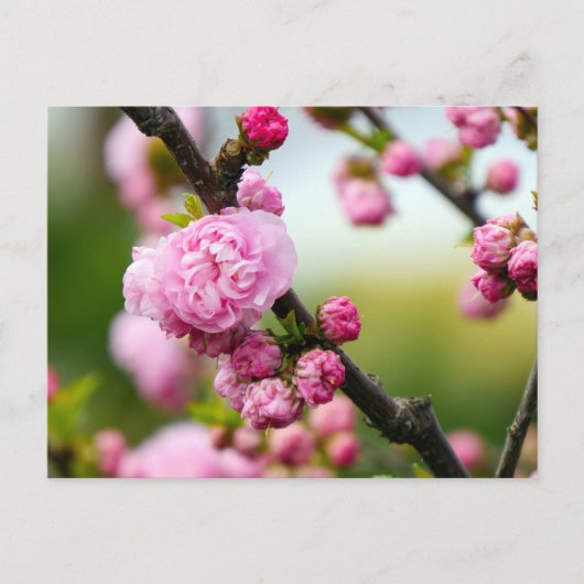 Roze kersenbloesemknoppen briefkaart (Voorkant)