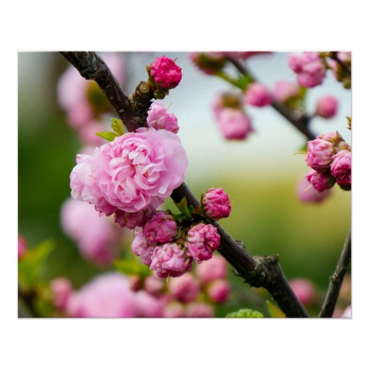 Roze kersenbloesemknoppen perfect poster (Voorkant)