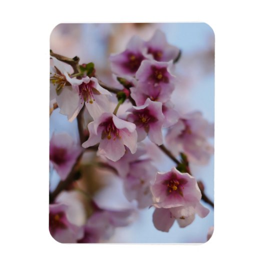 Roze Kersenbloesemmagneet Magneet (Verticaal)