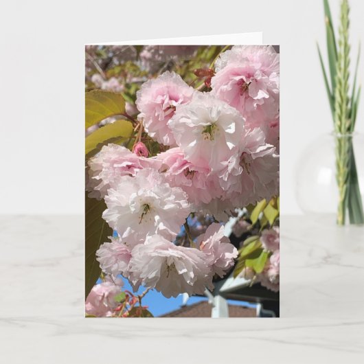 Roze Kersenbloesems Blank Kaart (Voorkant)