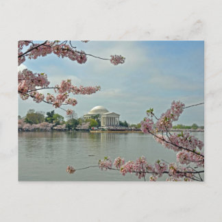 Roze kersenbloesems en het Jefferson Memorial Briefkaart