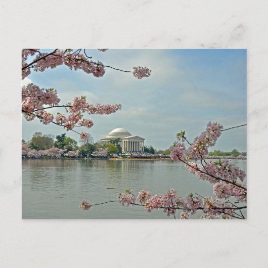 Roze kersenbloesems en het Jefferson Memorial Briefkaart (Voorkant)