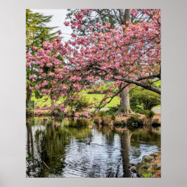 Roze Kersenbloesems en Vijver Fotografisch Poster