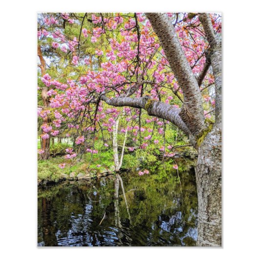 Roze Kersenbloesems Langs Vijver Foto Afdruk (Voorkant)