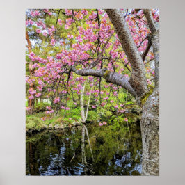 Roze Kersenbloesems Langs Vijver Poster