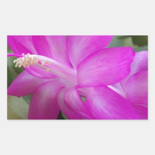 Roze kerstcactus bloom rechthoekige sticker (Voorkant)
