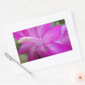 Roze kerstcactus bloom rechthoekige sticker (Envelop)