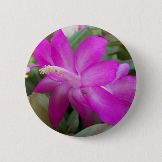 Roze kerstcactus bloom ronde button 5,7 cm (Voorkant)
