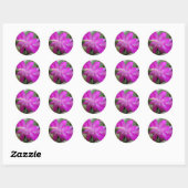 Roze kerstcactus bloom ronde sticker (Vel)