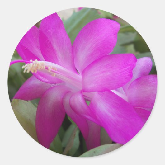 Roze kerstcactus bloom ronde sticker (Voorkant)