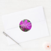 Roze kerstcactus bloom ronde sticker (Envelop)