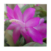 Roze kerstcactus bloom tegeltje (Voorkant)