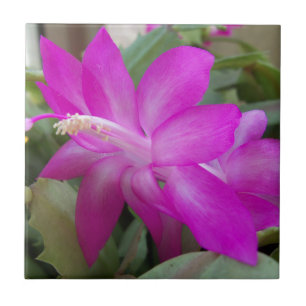 Roze kerstcactus bloom tegeltje