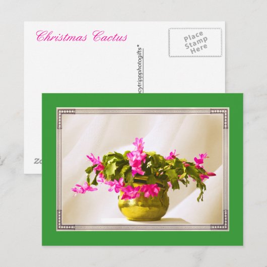 Roze Kerstcactus Portret Feestdagenkaart (Voorkant / Achterkant)