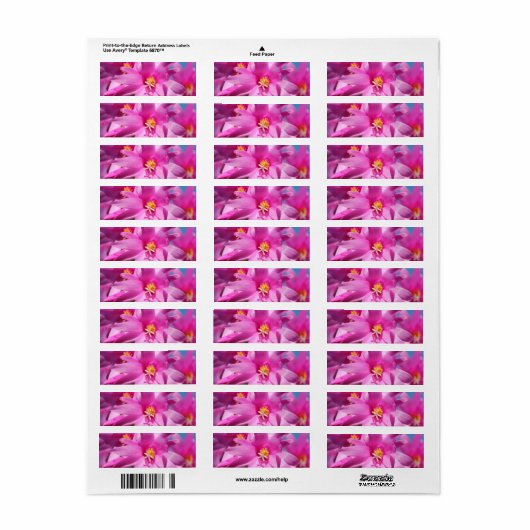 Roze kerstcactus Schlumbergera Flower Blossom Etiket (Full Sheet)