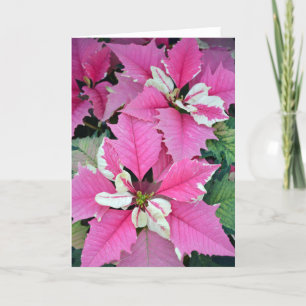 Roze kerstpunsettia bloemen wenskaart feestdagen kaart