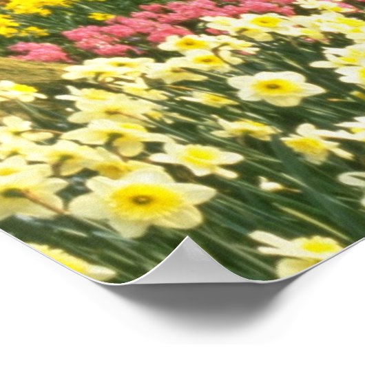 Roze Keukenhof Tudens, Hollandbloemen Poster (Hoek)