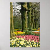 Roze Keukenhof Tudens, Hollandbloemen Poster (Voorkant)
