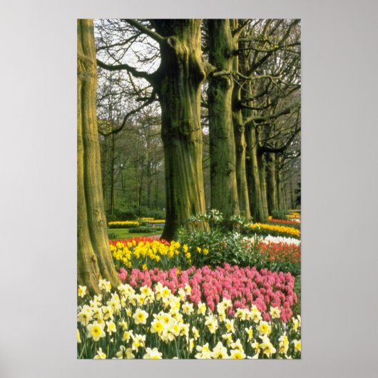 Roze Keukenhof Tudens, Hollandbloemen Poster (Voorkant)