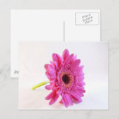 roze kiezelsteen op wit briefkaart (Voorkant / Achterkant)