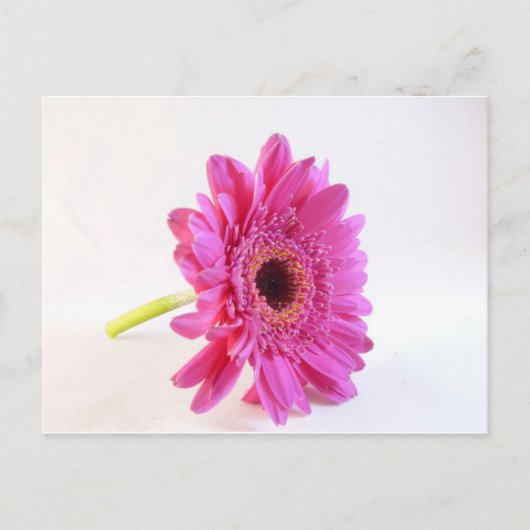 roze kiezelsteen op wit briefkaart (Voorkant)