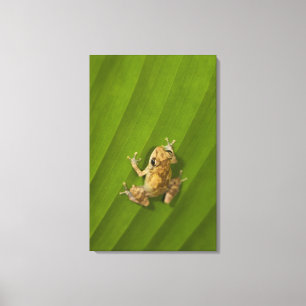 Roze kikker (Eleutherodactylus diastema) op een bl Canvas Afdruk