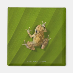 Roze kikker (Eleutherodactylus diastema) op een bl Magneet