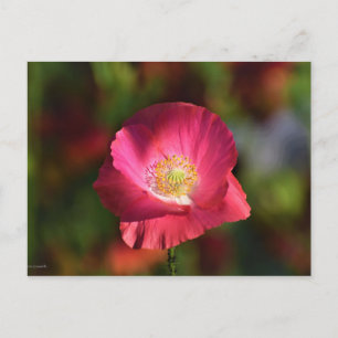 Roze klaproos in de zonneschijn Foto Briefkaart