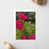 roze klaprozen in de tuin notitiekaartje (Voorkant / Achterkant in situ)