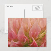 Roze klaver briefkaart (Voorkant / Achterkant)