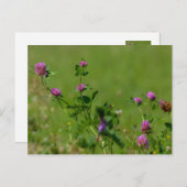 Roze klaver op groene weide. briefkaart (Voorkant / Achterkant)