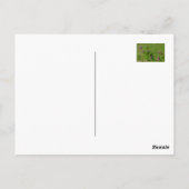 Roze klaver op groene weide. briefkaart (Achterkant)