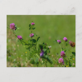 Roze klaver op groene weide. briefkaart