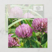 Roze klaver Wilde bloem - Trifolium pratense Briefkaart (Voorkant / Achterkant)