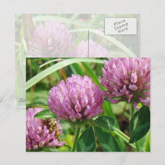 Roze klaver Wilde bloem - Trifolium pratense Briefkaart (Voorkant / Achterkant)