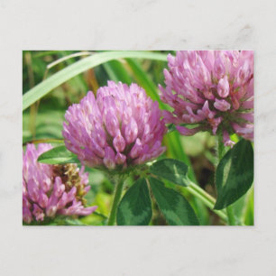 Roze klaver Wilde bloem - Trifolium pratense Briefkaart