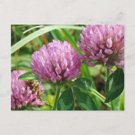 Roze klaver Wilde bloem - Trifolium pratense Briefkaart (Voorkant)