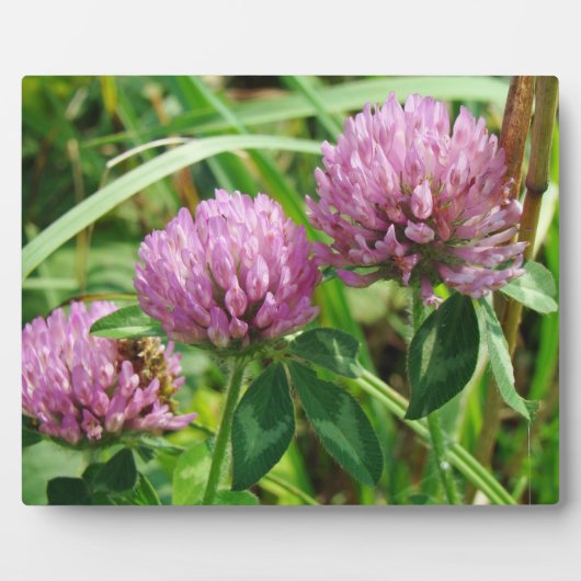 Roze klaver Wilde bloem - Trifolium pratense Fotoplaat (Voorkant)
