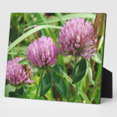 Roze klaver Wilde bloem - Trifolium pratense Fotoplaat (Zijkant)