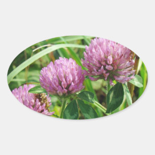 Roze klaver Wilde bloem - Trifolium pratense Ovale Sticker