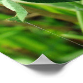 Roze klaver Wilde bloem - Trifolium pratense Poster (Hoek)