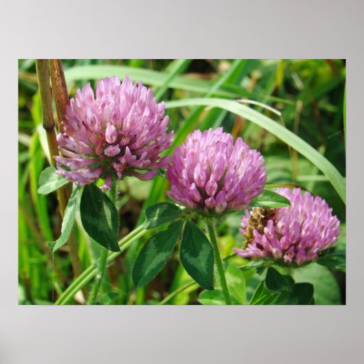 Roze klaver Wilde bloem - Trifolium pratense Poster (Voorkant)