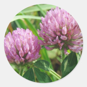 Roze klaver Wilde bloem - Trifolium pratense Ronde Sticker