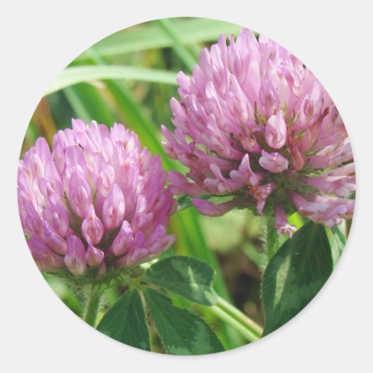 Roze klaver Wilde bloem - Trifolium pratense Ronde Sticker (Voorkant)