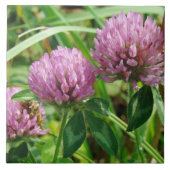 Roze klaver Wilde bloem - Trifolium pratense Tegeltje (Voorkant)