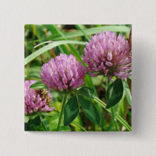 Roze klaver Wilde bloem - Trifolium pratense Vierkante Button 5,1 Cm
