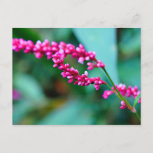 Roze kleine bloemen postkaart