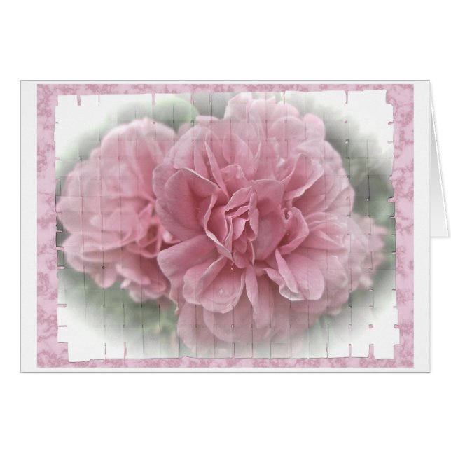 Roze klimmende Roos bloesems (Voorkant Horizontaal)